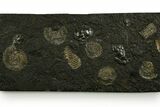 Fossil Ammonite Cluster - Posidonia Shale, Germany #378182-1